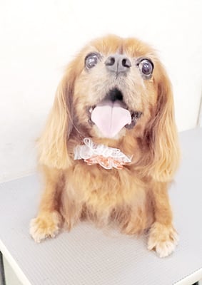 橋口ルビーちゃん