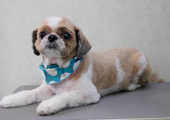 有留コロちゃん