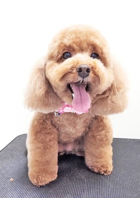 木村プリンちゃん