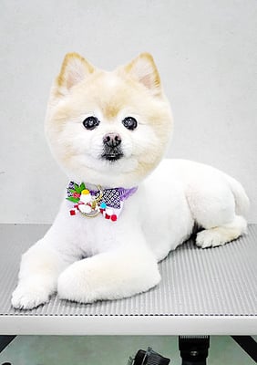 徳留くまちゃん