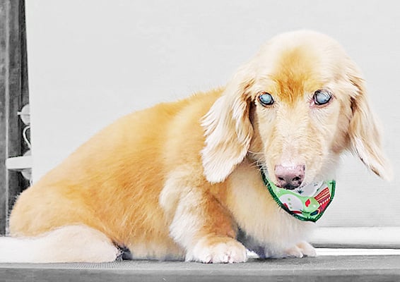 前薗パルちゃん