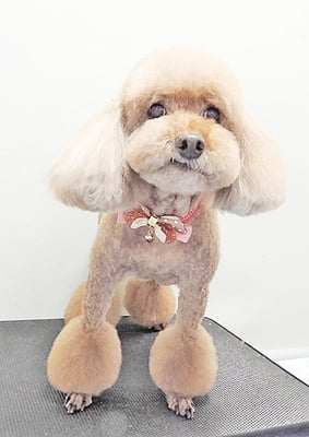 新山モモちゃん