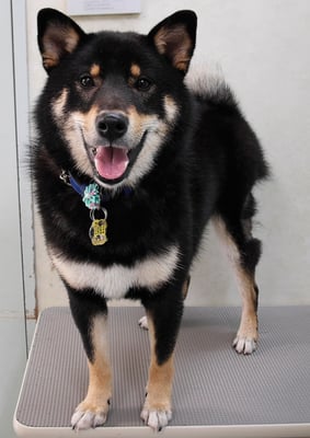 貴島ボタンちゃん