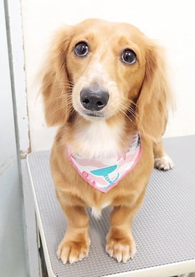 久保小春ちゃん