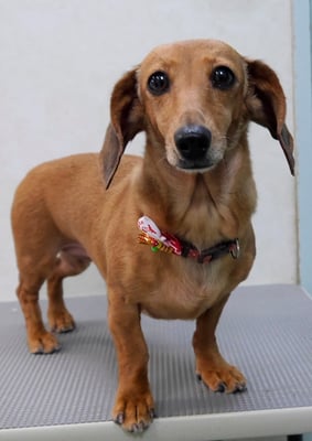 別府モモちゃん