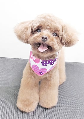 竹本ムギちゃん