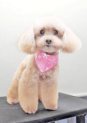 福田ダイアリーちゃん