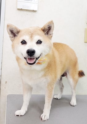 小田ハルちゃん