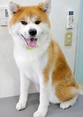 姶良カイちゃん