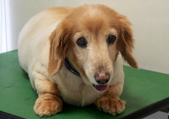 別府リンちゃん