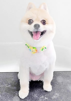 西堂ココちゃん