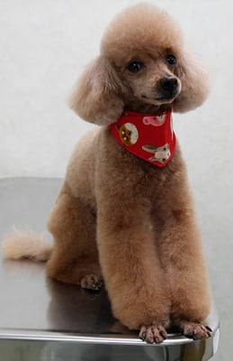 平松クーちゃん