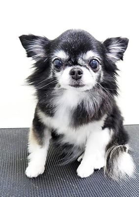 八木クロちゃん