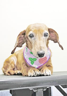 別府モモちゃん