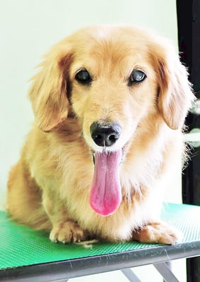 湯田ハヤテちゃん