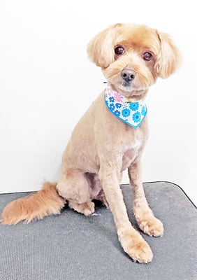 粟コロスケちゃん