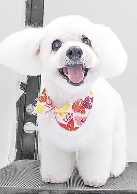 吉本ラピスちゃん