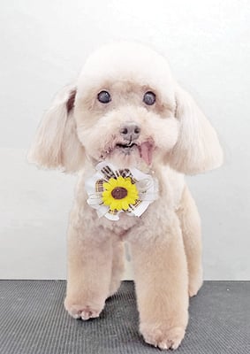 福田ダイアリーちゃん