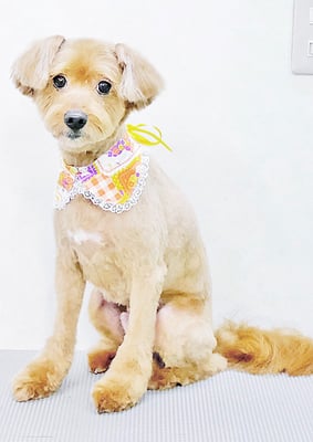 粟コロスケちゃん