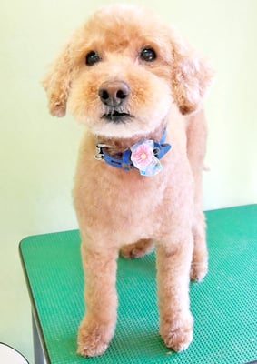 岩元クッキーちゃん