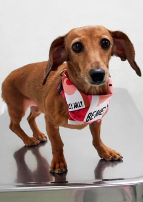 別府モモちゃん