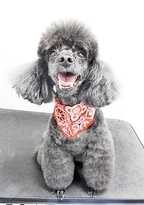 竹崎ルフィちゃん