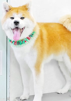 姶良カイちゃん