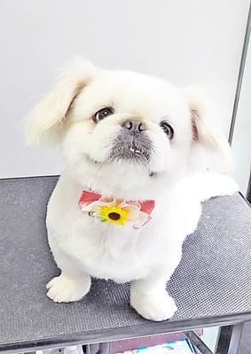 本多かずはちゃん