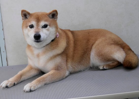 藤井リンちゃん