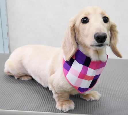 鳥越ハッピーちゃん