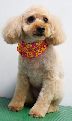 清藤チョコちゃん