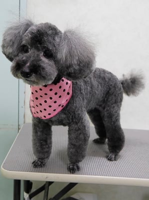 本渡プリンちゃん