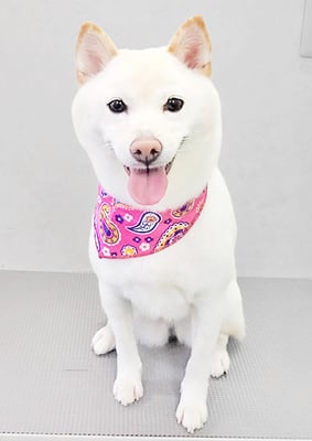 登おもちちゃん