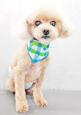 小森ちょこちゃん