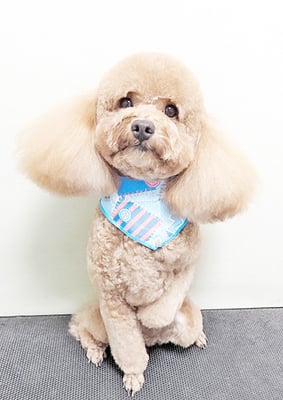 佐多ぶいちゃん