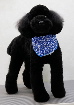 本坊ダノちゃん