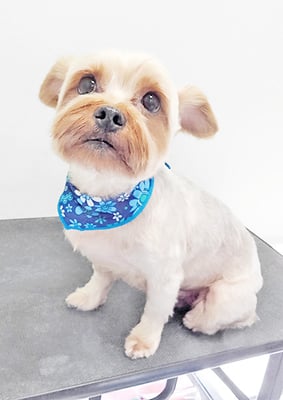 山口ポンズちゃん