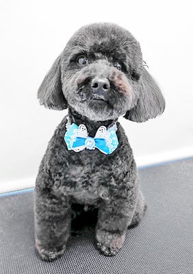 本坊ダノちゃん