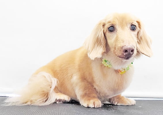 前薗パルちゃん