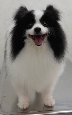 森崎マリアンちゃん