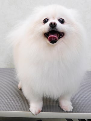 森崎ピュアちゃん