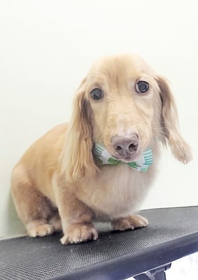 前薗パルちゃん