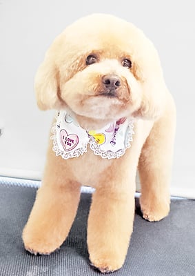 町田ジュニアちゃん