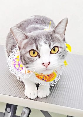 小園りんちゃん