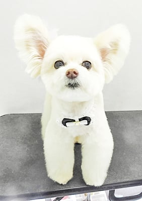 中村ココちゃん