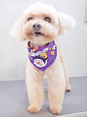 野口ティガちゃん