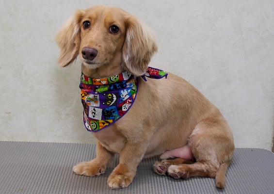 片山マルルちゃん