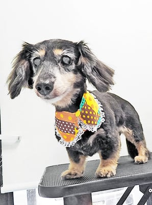 谷口チョコちゃん