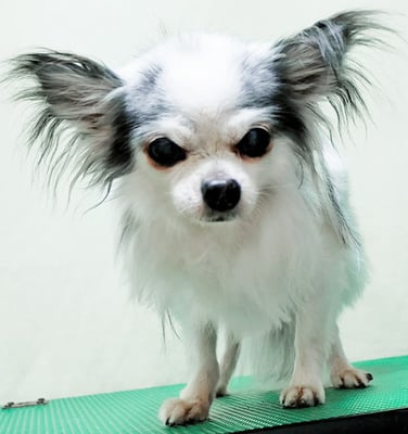 野村チョコちゃん