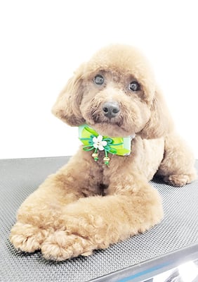 福吉レッドちゃん